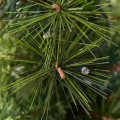 3/4/5 Feet LED Christmas Tree with Red Berries Pine Cones - Gallery View 27 of 29